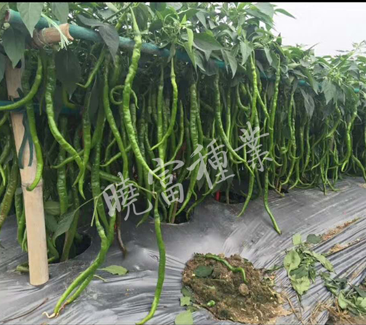 1585791086690171.jpg 06.jpg