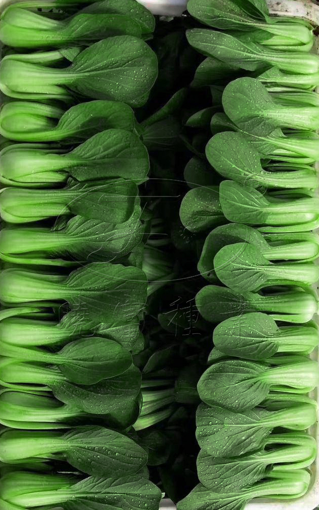 1600247118634958.jpg 08.jpg